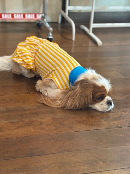 画像8:  7月新作 【キャバスーツ ワンピ】Pool Side（プールサイド） (8)