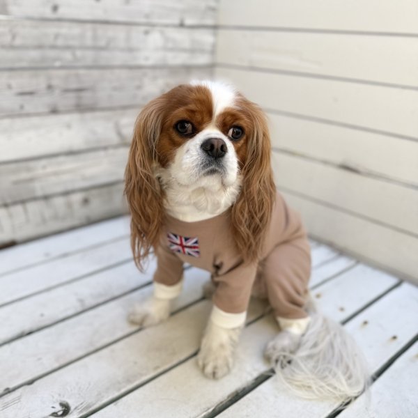 画像10:  【注文受付中】  1月新作 【キャバスーツ おくるみ2026】ほうじ茶ラテ (10)