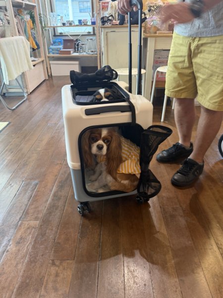 画像14:  【期間限定キャバヒルステッカー付】 PETiCOのペットキャリー「ico」 (14)