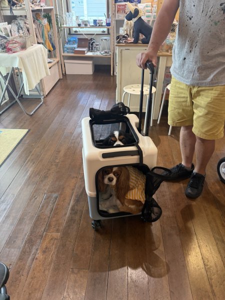 画像13:  【期間限定キャバヒルステッカー付】 PETiCOのペットキャリー「ico」 (13)