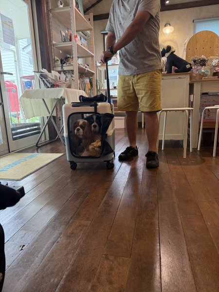 画像15:  【期間限定キャバヒルステッカー付】 PETiCOのペットキャリー「ico」 (15)