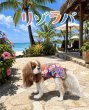 画像2:  【即納】  7月新作  【Jennifer & Colour】BALLOON ROMPERS（バルーンロンパース）リゾラバ (2)