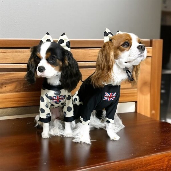 画像5:  10％OFF 【キャバスーツ FRILL】INU latte（イヌラテ） (5)