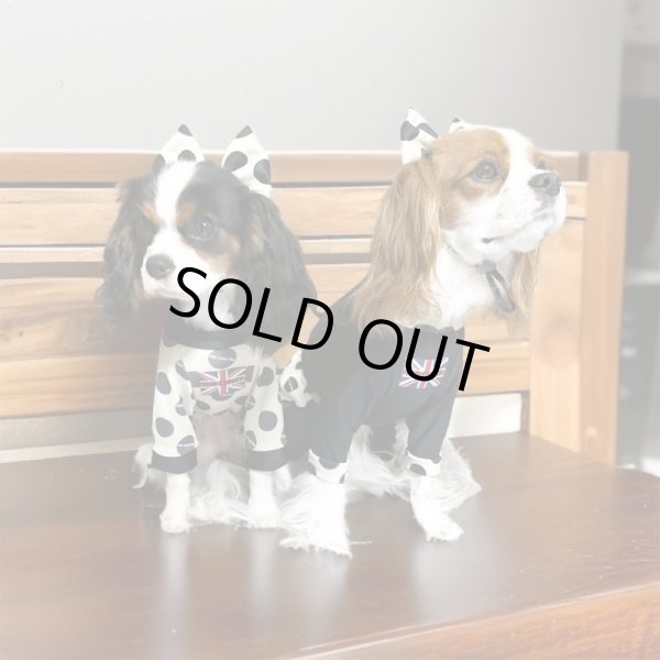 画像4:  10％OFF 【キャバスーツ LIMITED】INU LATTE（イヌラテ） (4)