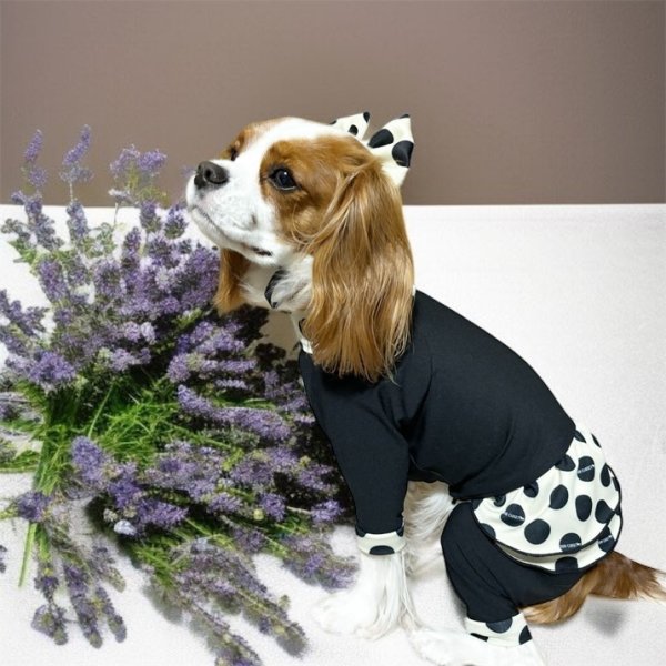 画像3:  10％OFF 【キャバスーツ FRILL】INU latte（イヌラテ） (3)