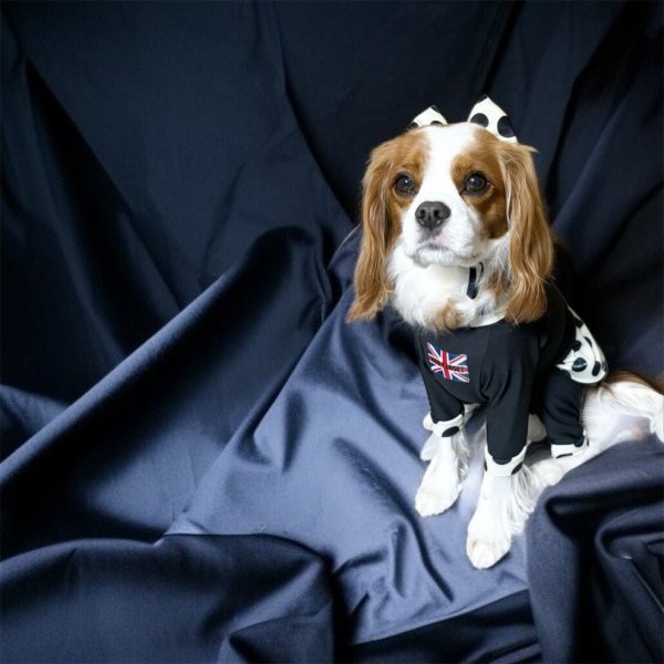 画像4:  10％OFF 【キャバスーツ FRILL】INU latte（イヌラテ） (4)