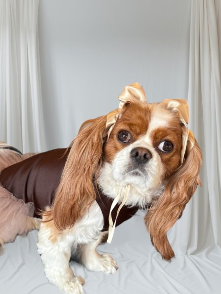 画像3: リボンイヤーバンド【シトラス・Mサイズ】 (3)