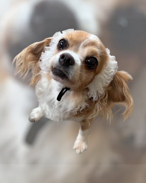 画像4: ヘアータイ【ホワイトチュール】 (4)