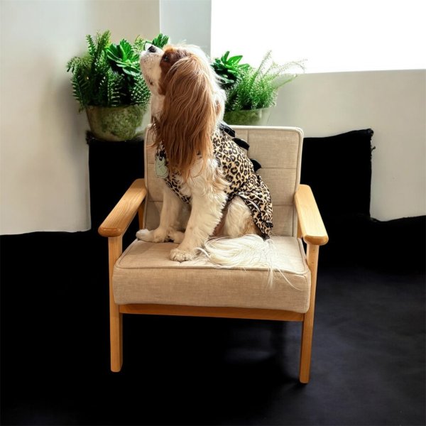 画像4: Dog Chair (4)