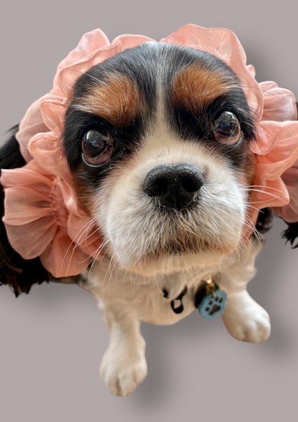 画像4: ヘアータイ【コーラルピンク】 (4)