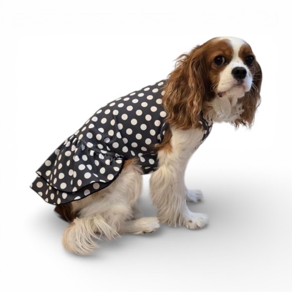 画像13:  【注文受付中】  2月新作 【キャバスーツ ワンピ】DOTS FAMILY（ドットファミリー） (13)