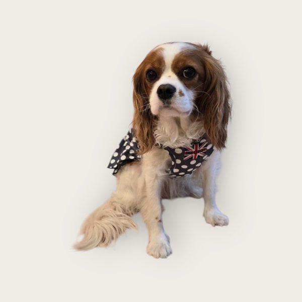 画像14:  【注文受付中】  2月新作 【キャバスーツ ワンピ】DOTS FAMILY（ドットファミリー） (14)