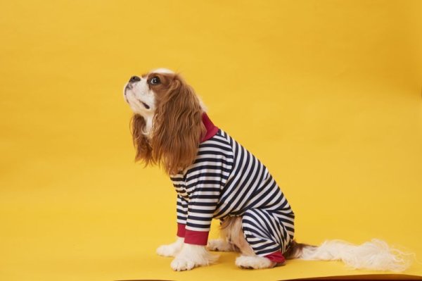 画像4: 30%OFF【キャバスーツ LIMITED】ピンヒール (4)