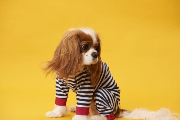 画像5: 30%OFF【キャバスーツ LIMITED】ピンヒール (5)
