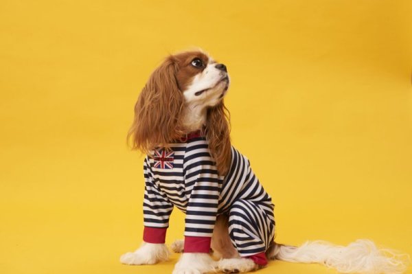 画像6: 30%OFF【キャバスーツ LIMITED】ピンヒール (6)