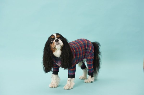 画像6:  10％OFF 【キャバスーツ LIMITED】BOOK END (6)