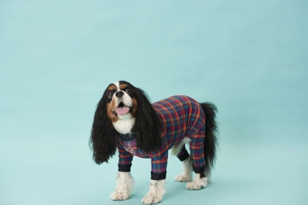 画像4:  10％OFF 【キャバスーツ LIMITED】BOOK END (4)