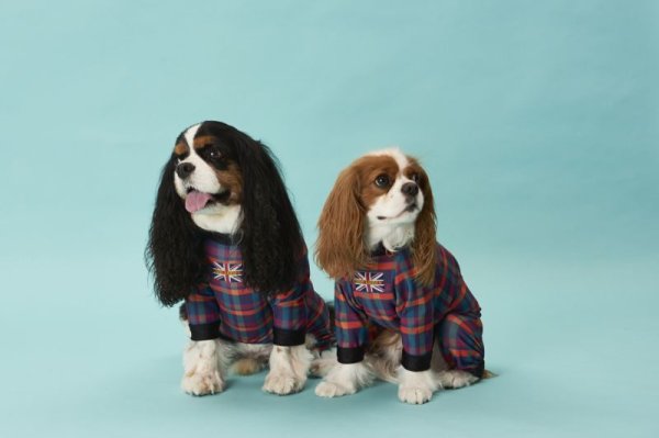 画像7:  10％OFF 【キャバスーツ LIMITED】BOOK END (7)