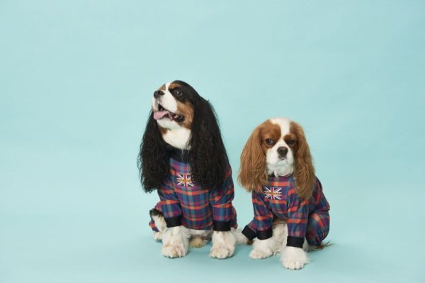 画像8:  10％OFF 【キャバスーツ LIMITED】BOOK END (8)