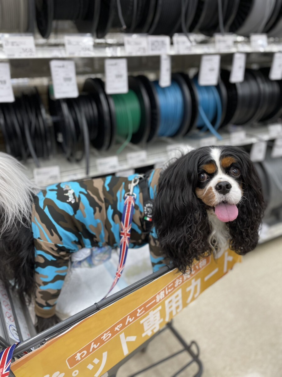 ZEN店長ホームセンターに行く🛒